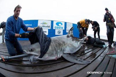 Great White Shark Cabot Pings Off Delaware Coast The Latest