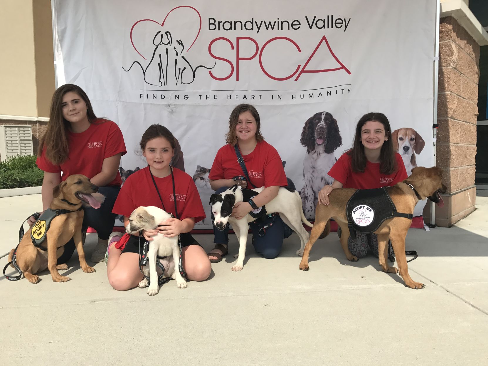 Dover spca sale