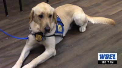 VIDEO | New Castle County Police dog to sniff out sadness and ...