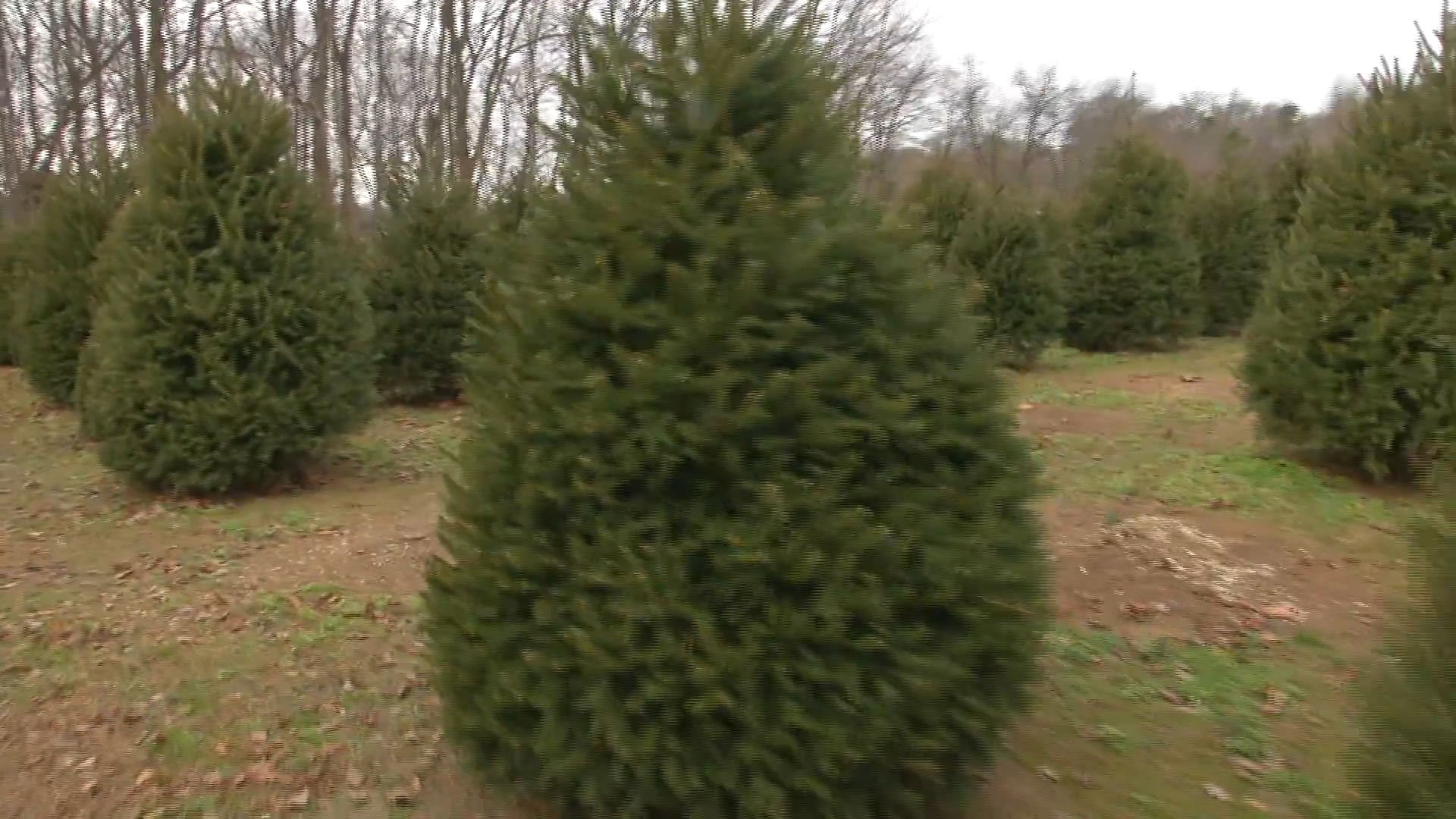 You can recycle your Christmas tree – Thank You Very Mulch