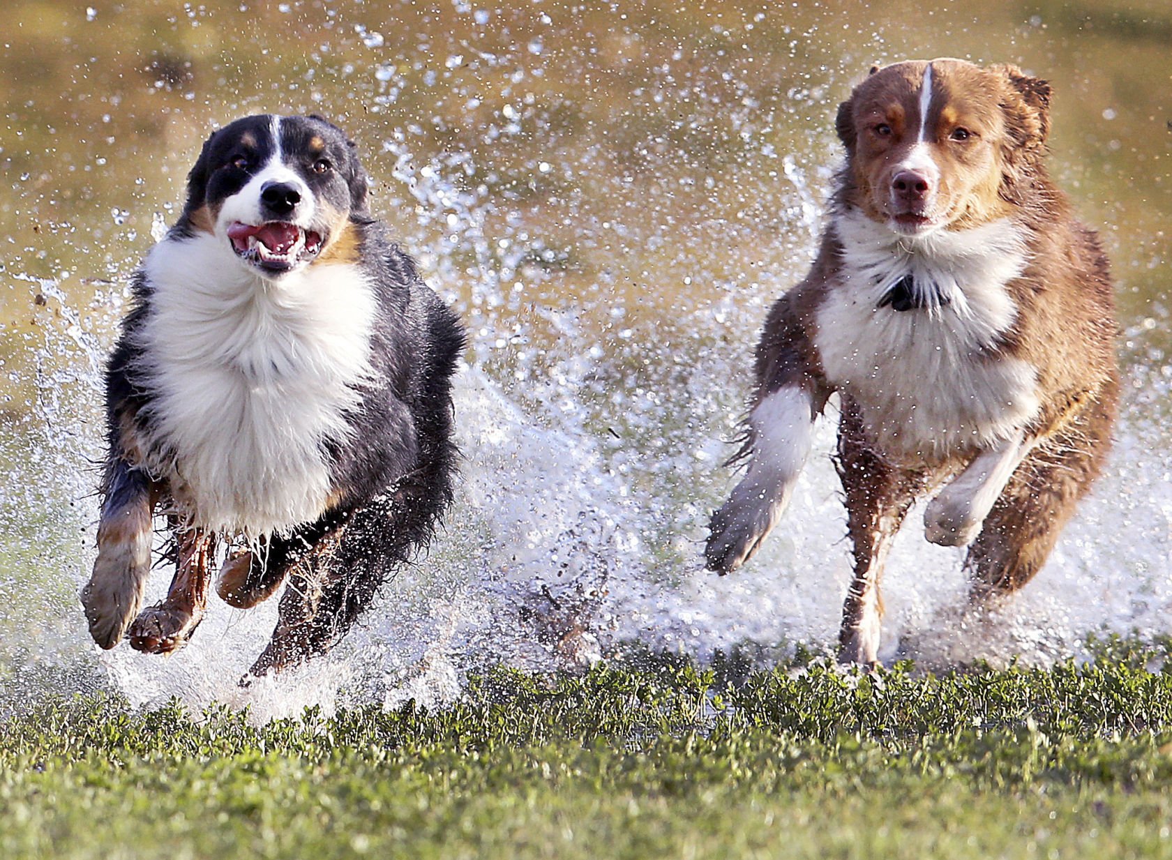Delaware’s new law limiting excessive dog barking takes effect