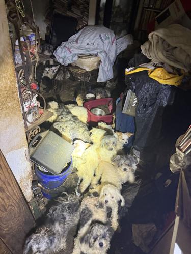 50 dogs rescued from unsanitary living conditions | The Latest from ...