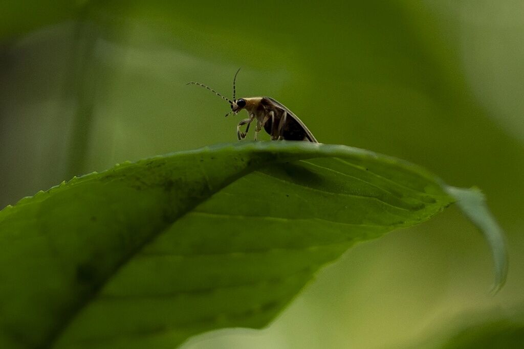 The flickering glow of summer’s fireflies: too important to lose, too small to notice them gone