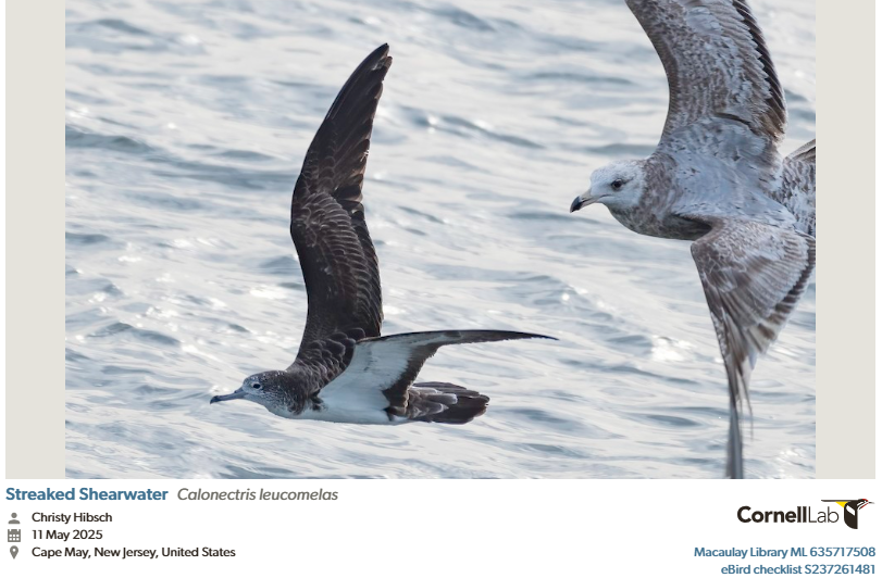 Rare Seabird Spotted From Ferry