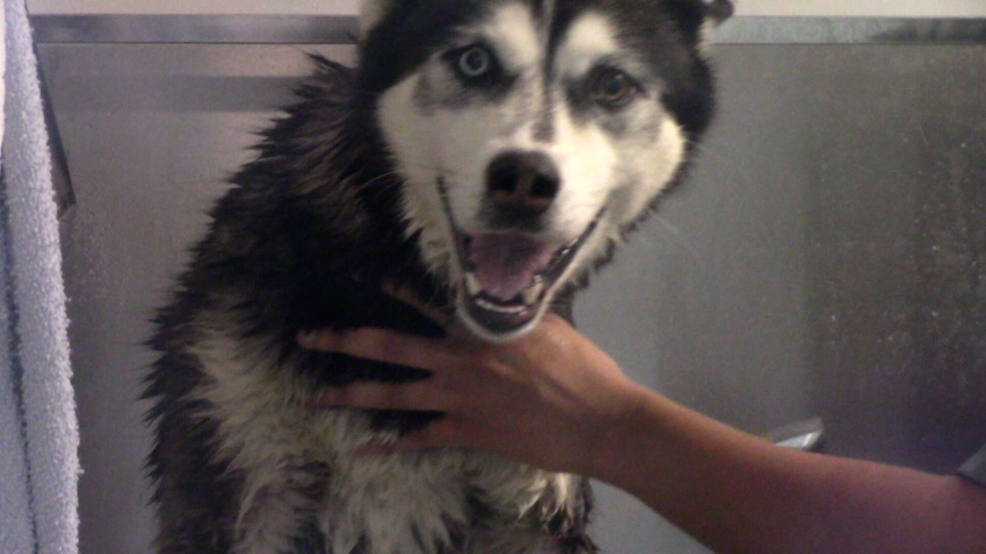 VIDEO | Adoptable dogs and cats get a “Spaw” Day