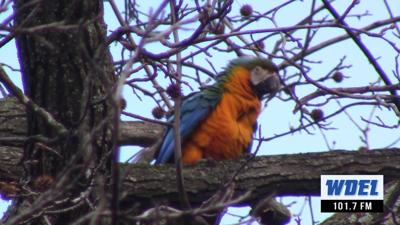 VIDEO: Rescue efforts to resume at dusk for exotic bird on the lam ...
