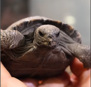 Galapagos tortoises at Philadelphia Zoo become first-time parents at nearly 100
