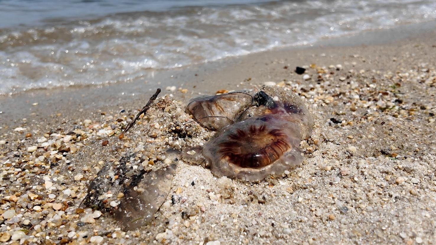 A stinging surge of jellyfish along Delaware’s shores