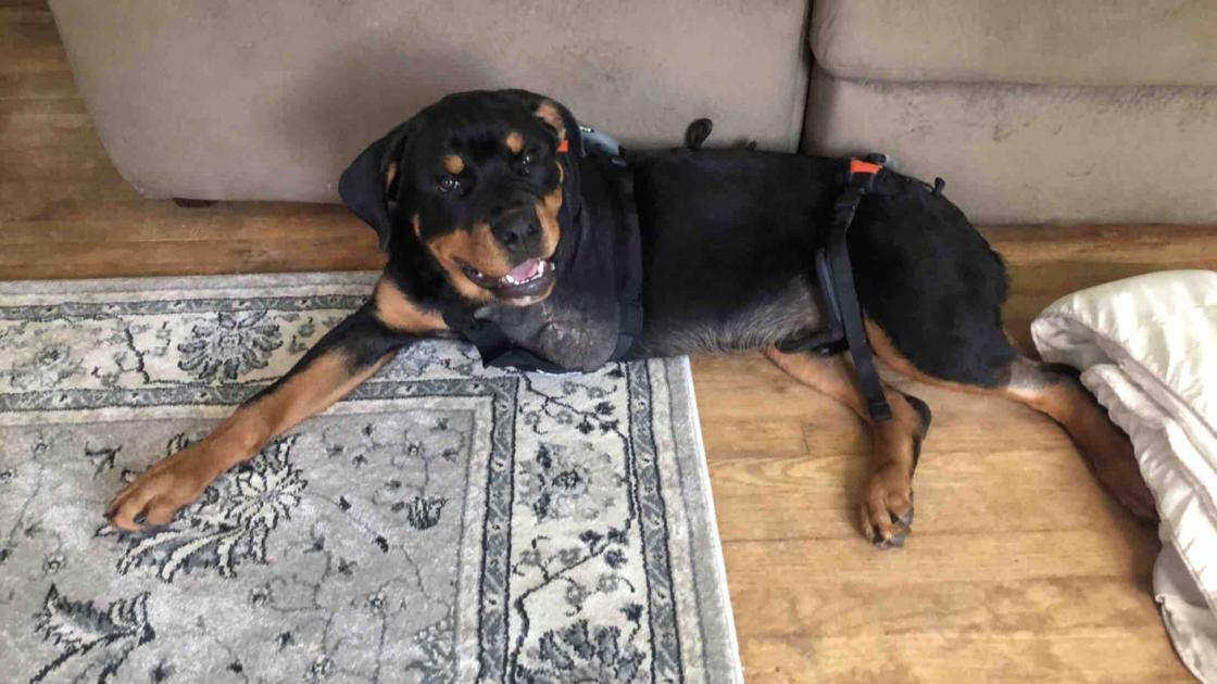 Justice For Milo Dog Wanted In Banning Park Attack Where