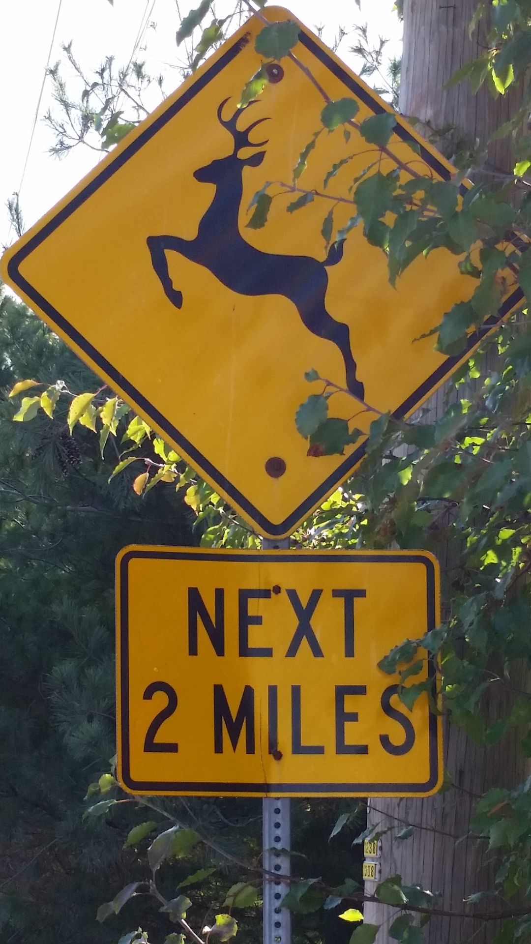Deer and darkness make for dangerous driving this time of year