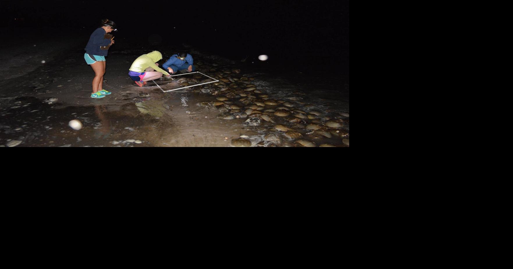 Volunteers needed for annual horseshoe crab monitoring at Delaware