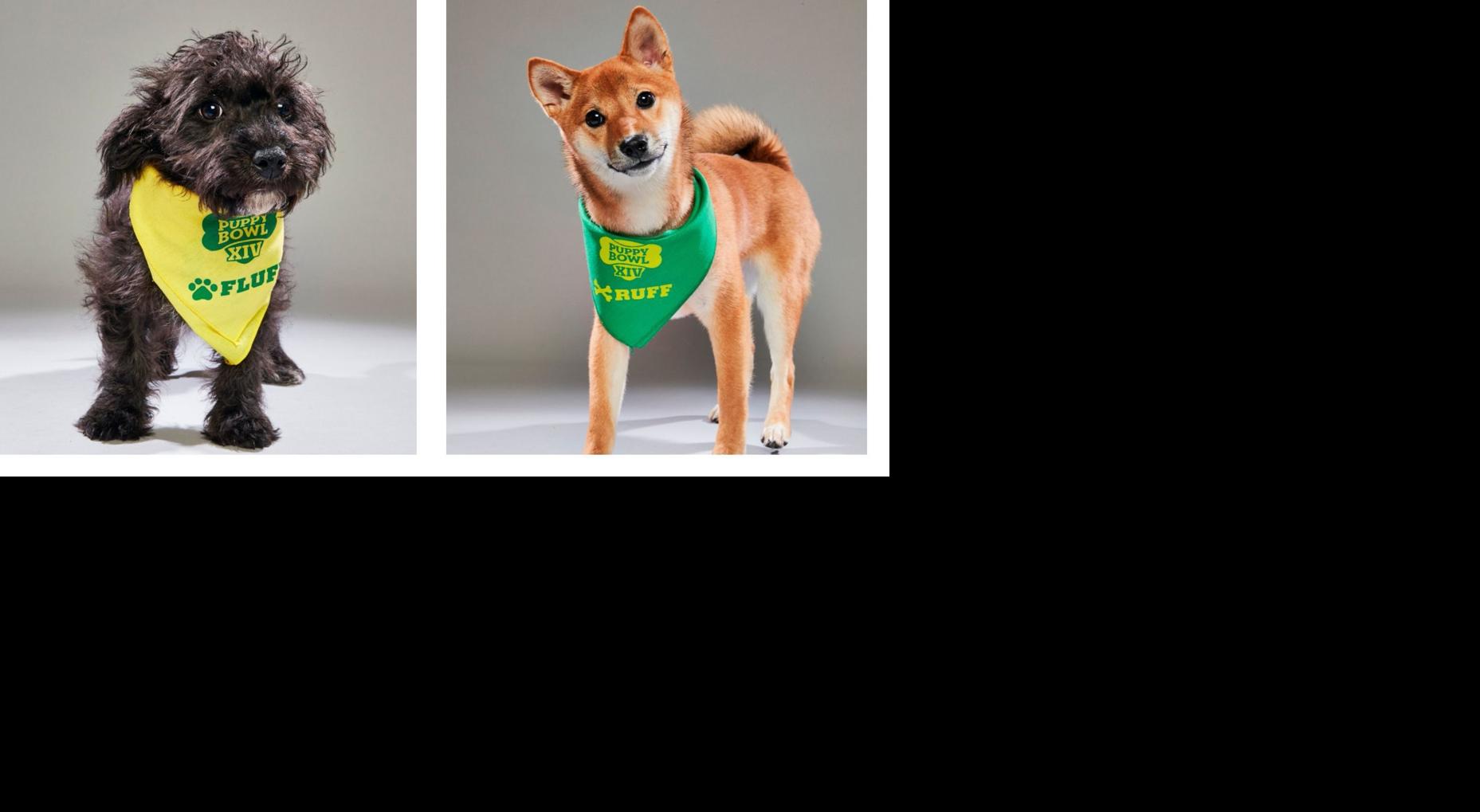 7 Best Food For Shiba Inu Our Reviews And Ratings For 2019