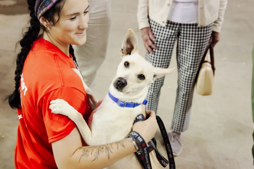 Today is Day 2 of BVSPCA/Faithful Friends’ “Mega Adoption Event”