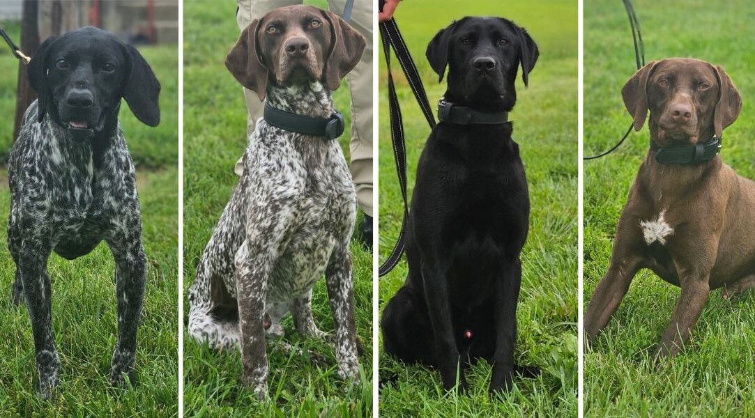 Del. Dept. of Correction revises K9 deployment policy