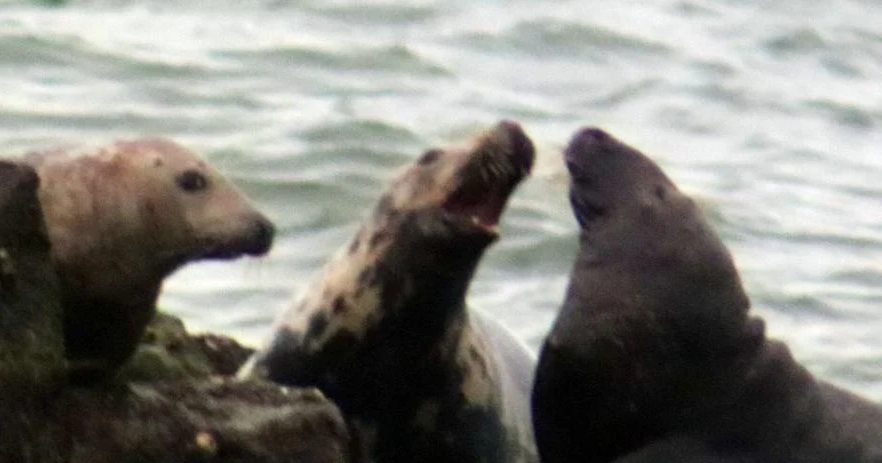 The MERR Institute reminding beachgoers and boaters of seals in the area