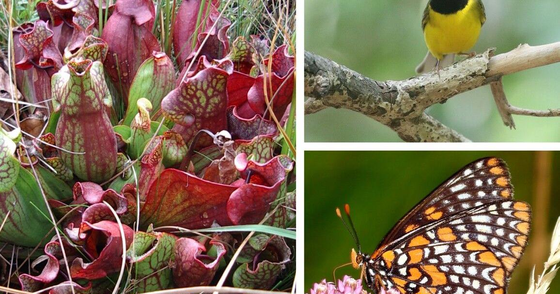 Delaware Wildlife Action Plan approved through 2035