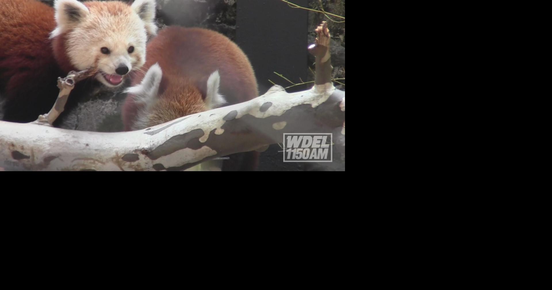 VIDEO Red pandas debut at the Brandywine Zoo The Latest from WDEL