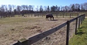 Bellevue State Park farm struggling to combat horse virus