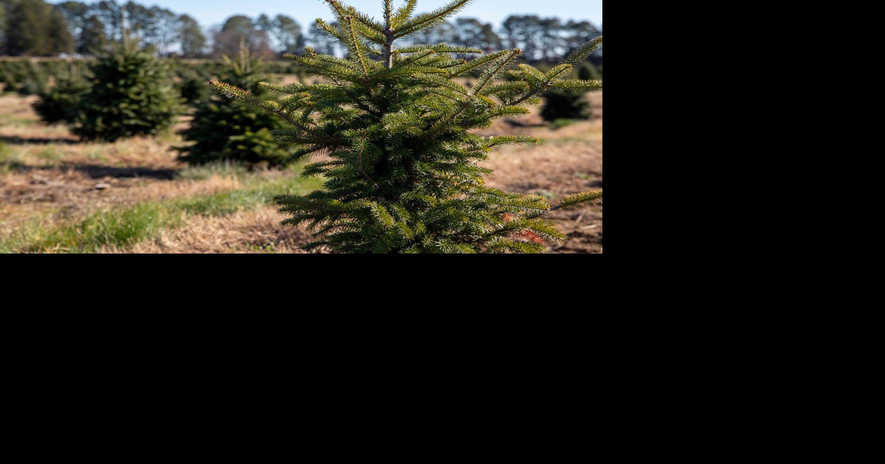 Give your Christmas tree a second life, completely for free | | wdel.com