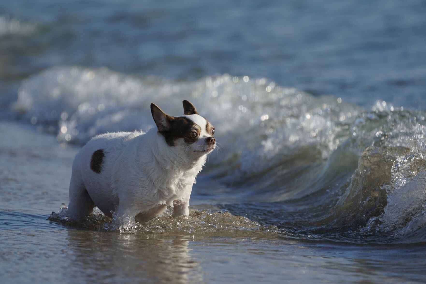 Sit. Stay. Surf: Beaches reopen to four-legged friends