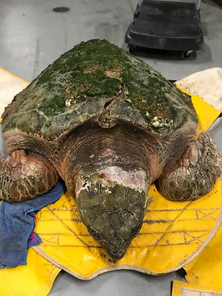 Dorian causes massive loggerhead turtle to wash ashore in Lewes | The ...