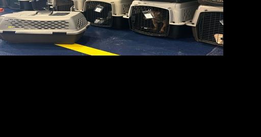 Brandywine Valley SPCA caring for dogs riding in van involved in Newark I-95 crash - Vimarsana News