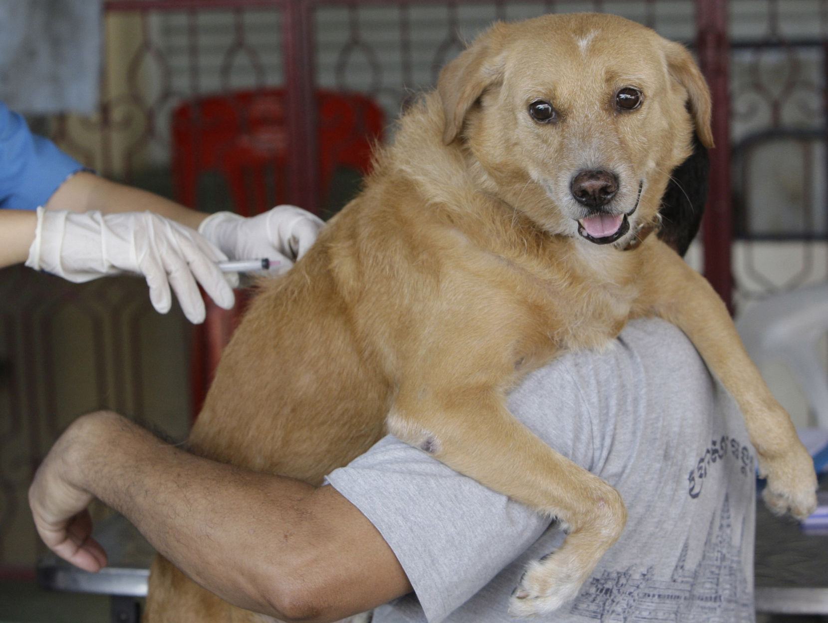 rabid dog bite treatment