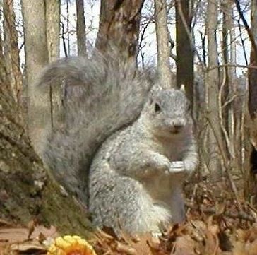 Del. develops 10-year wildlife conservation plan — plant life, too