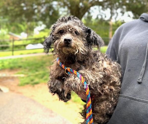 50 dogs rescued from unsanitary living conditions | The Latest from ...
