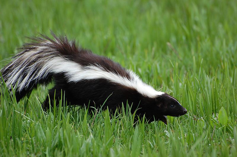 Skunk tests positive for rabies