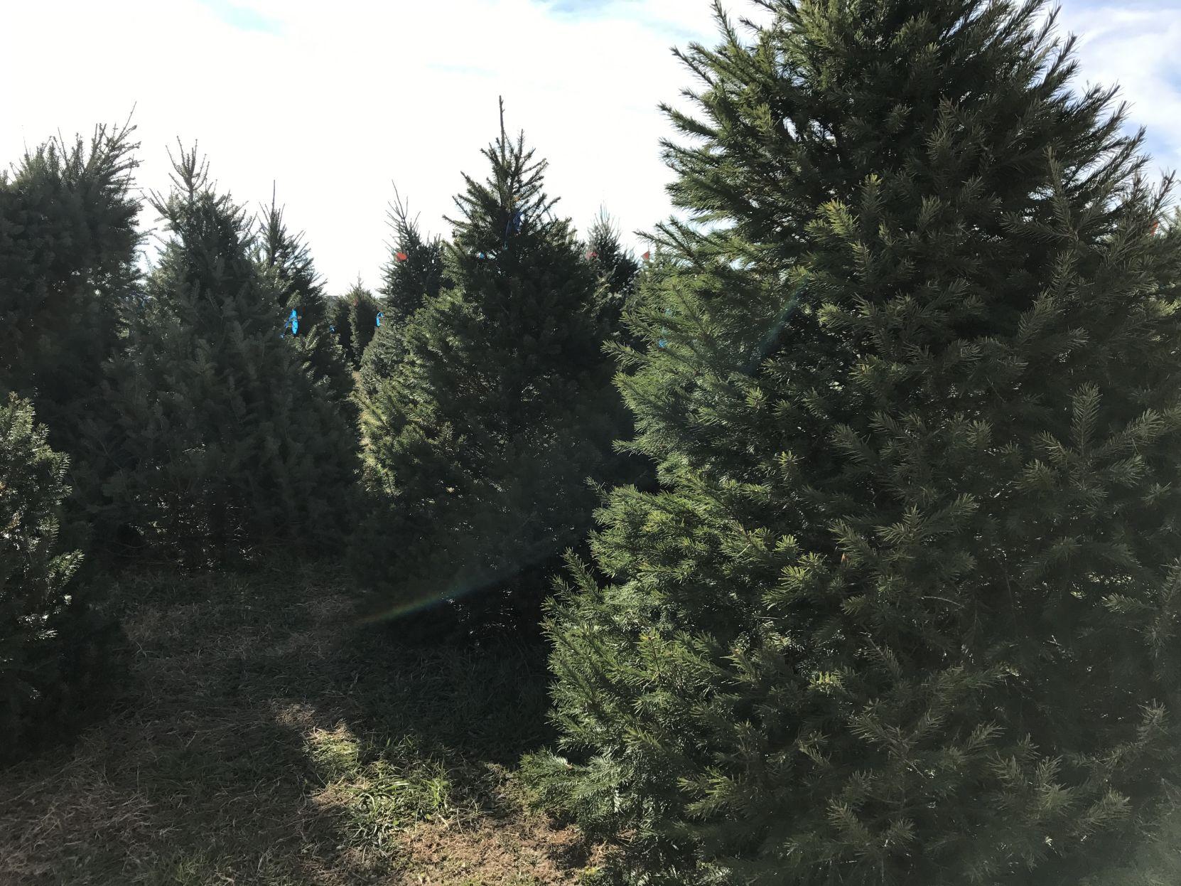 Ticks In Christmas Trees 2022 Infectious disease expert says to 'not worry' about ticks on Christmas Ticks In Christmas Trees 2022 Infectious disease expert says to 'not worry' about ticks on Christmas
