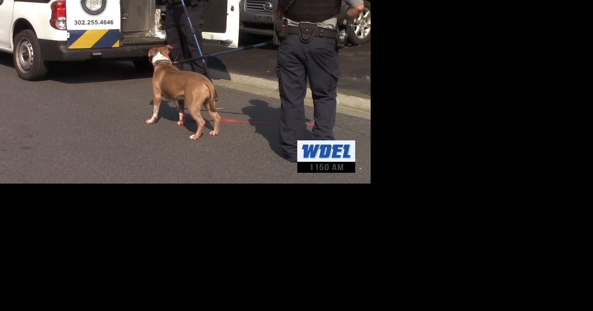 pitbull attacks police