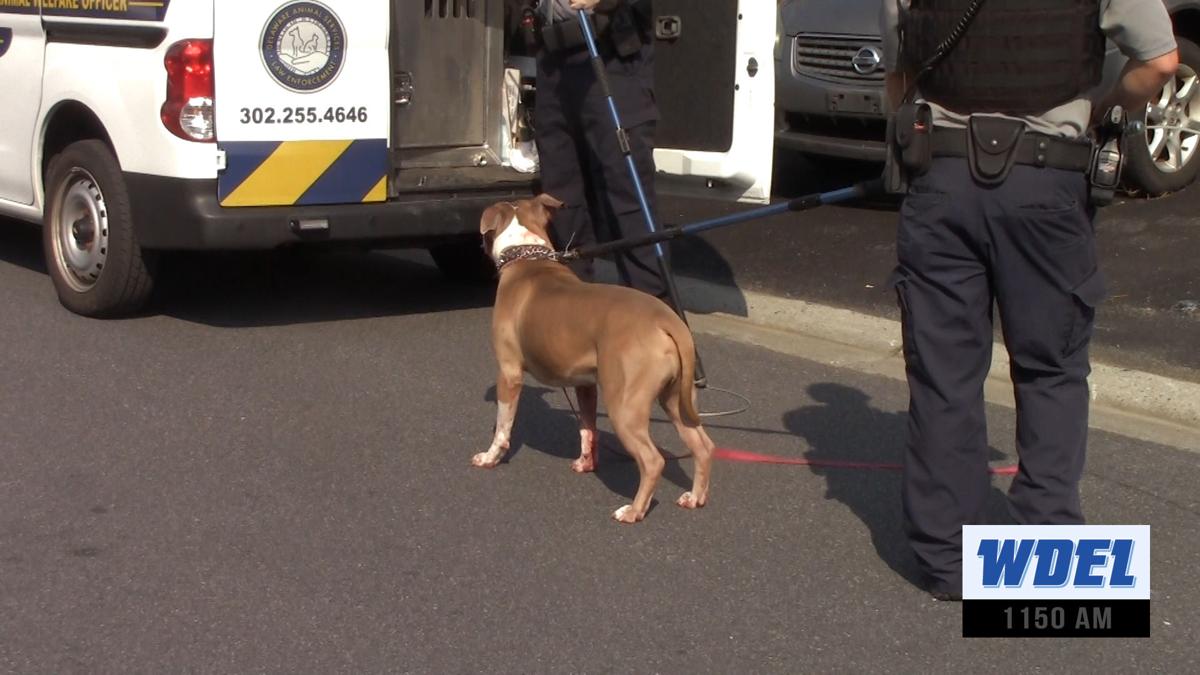 VIDEO Dog attacks owner near Newark The Latest from WDEL News
