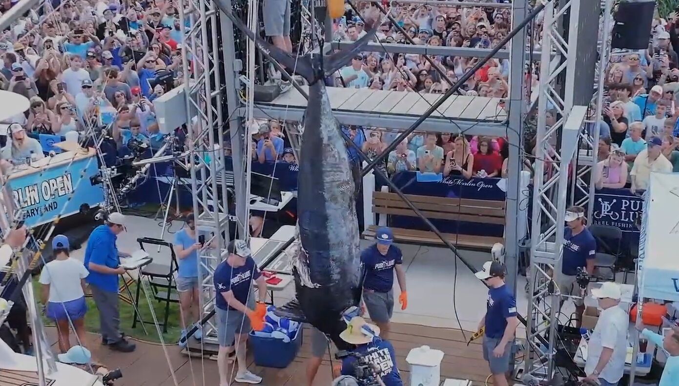5th largest blue marlin highlights Day 1 of 2025 White Marlin Open