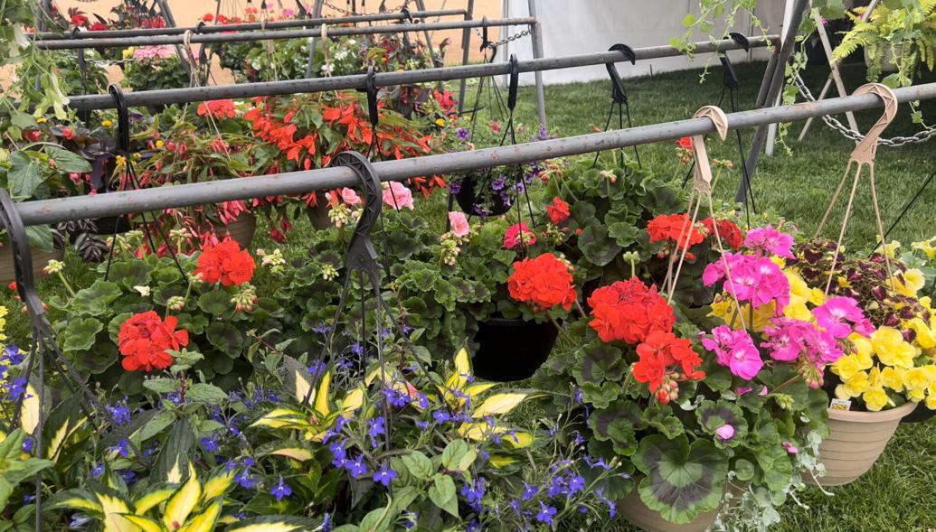 Wilmington Flower Market is back in bloom at Rockford Park The Latest