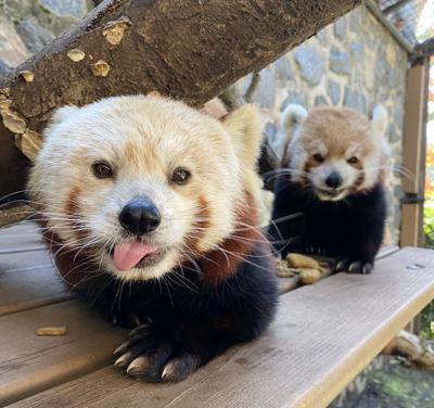 Red Pandas Brandywine Zoo