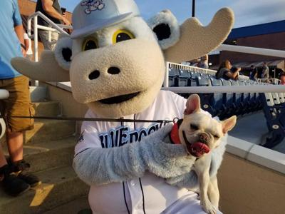 Bark in the Park' raises money, helps animals find forever homes