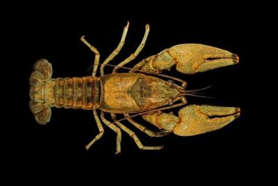 NEW KENTUCKY CRAYFISH SPECIES.jpg