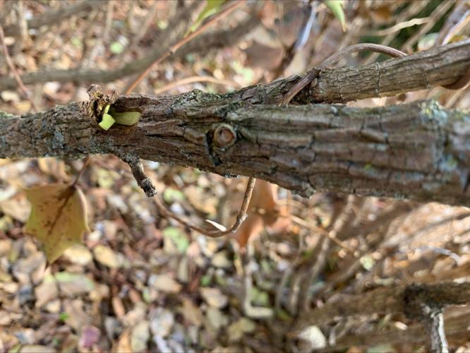 Yew Dell Botanical Gardens
