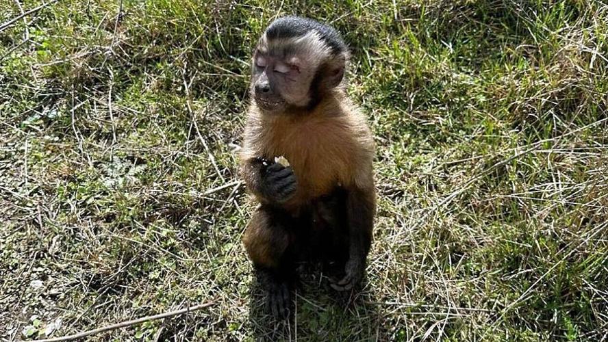 Monkey named 'Max' found by road crew along I-75 in Lexingtion on Feb. 23, 2023