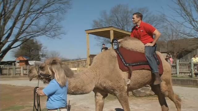 wdrb - Zoo - camel rides 3-16-16 (4).jpg