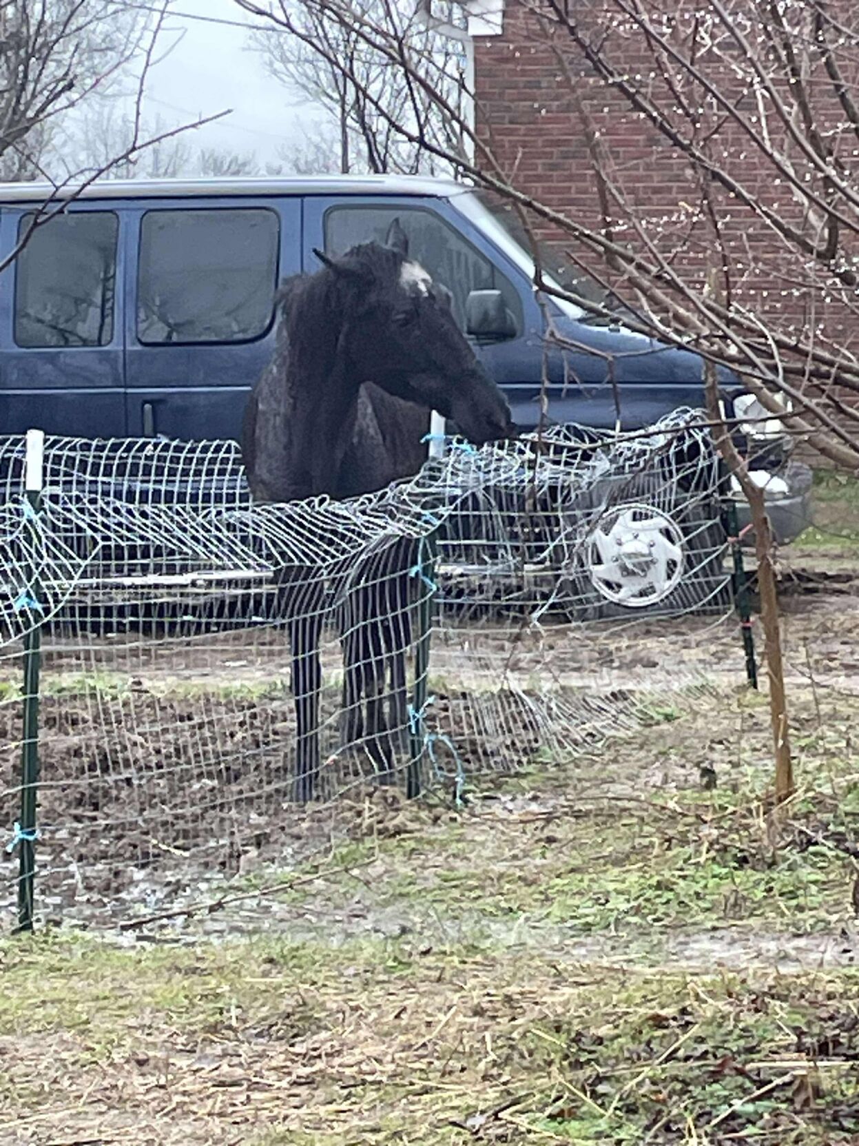 KHS horse 3 12-18-24