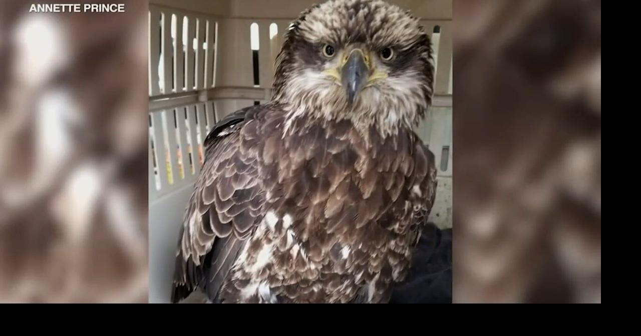 Bald eagle rescued from floating ice near Chicago Wdrb video wdrb com