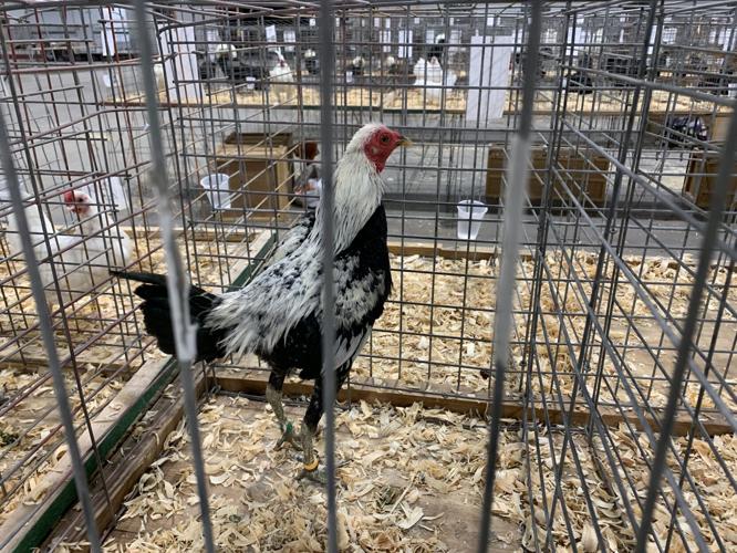 Kentucky State Fair poultry exhibit