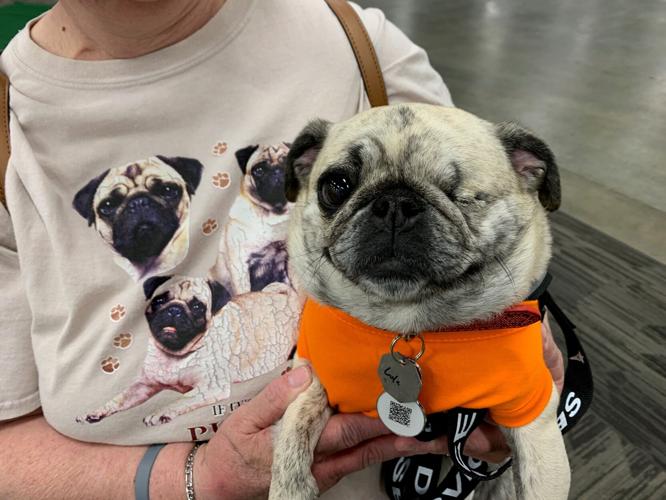 pugfest 2.jpg