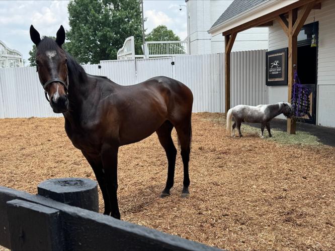 Retired race horse at Kentucky Derby Museum.jpeg