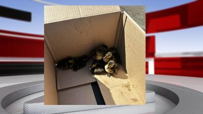Ducklings rescued by fire.jpg
