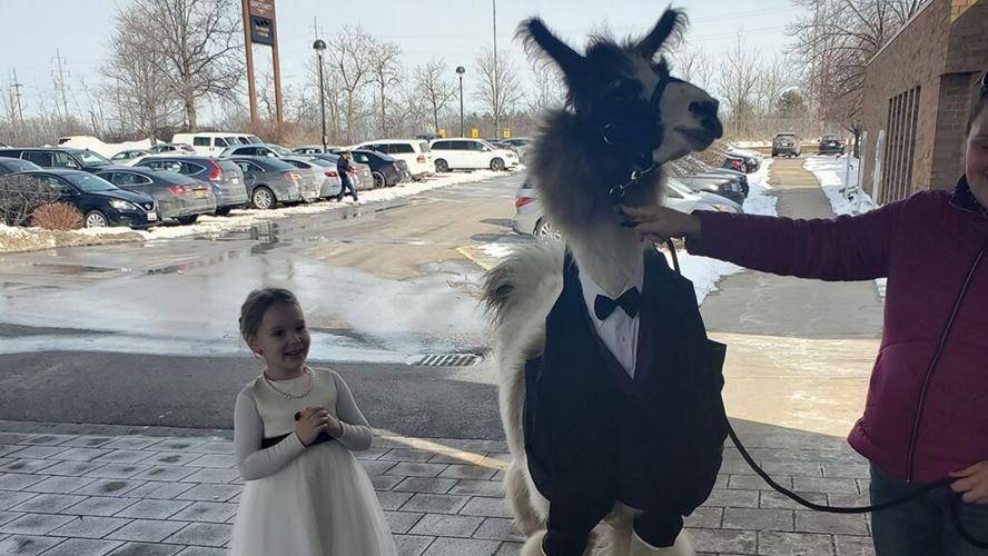 Bride’s face when her brother shows up with a llama as wedding guest goes viral: Not 'thrilled'
