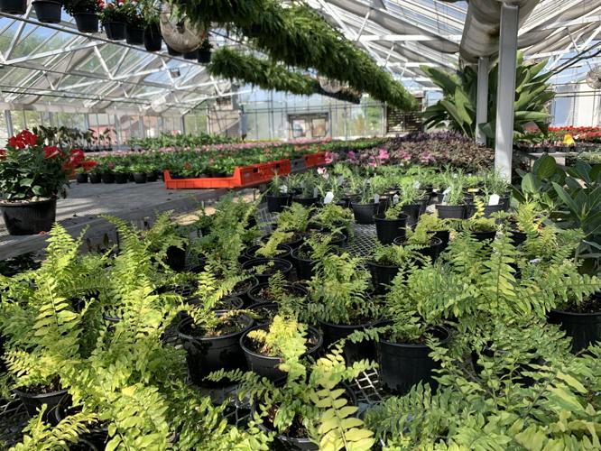 Greenhouse plants at Churchill Downs