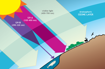 ULTRAVIOLET RADIATION: Don’t Feel The Burn, Avoid It!